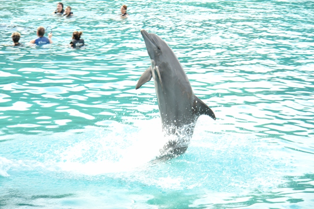 Купание и катание на дельфинах, Дельфиний залив , Ямайка ( Swimming with dolphins, Dolphin Cove Rios Jamaica) 
